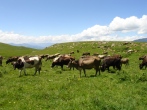 Armenian_Cows_in_the_Meadow